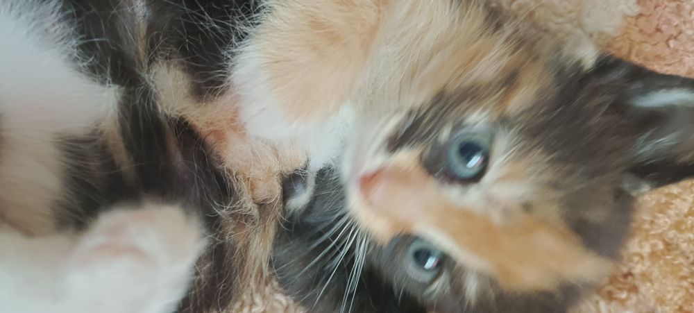 Отдам  котенка в хорошии руки.