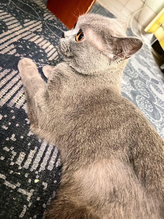 Отдам в добрые руки