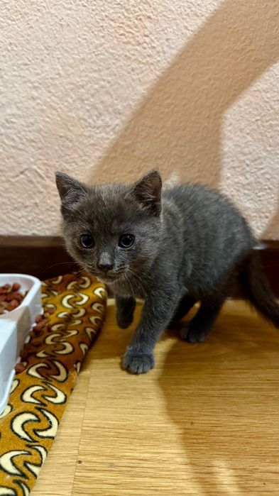 Котенок девочка 1,5 месяца