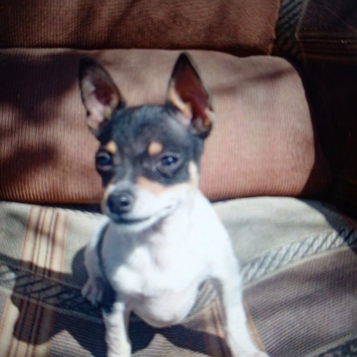 Продам мини тойтерьер