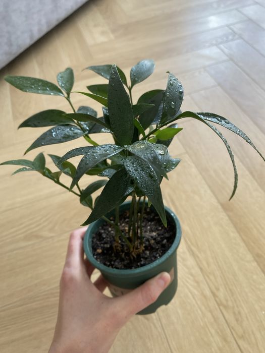 Рукус иглица рукус