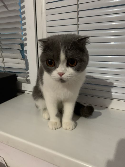 Британский кошка