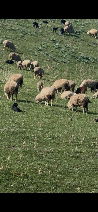 Қозылы қой сатылады 400 бас