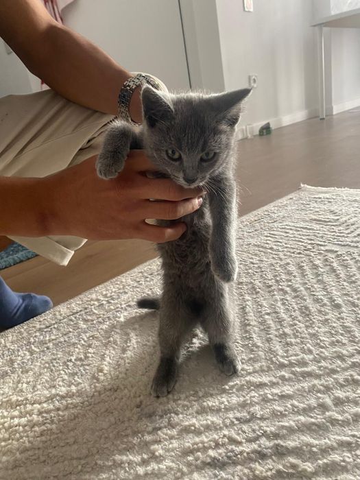 кошка с золотымй когтиями