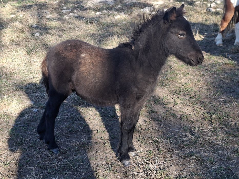Manji de ponei de vanzare
