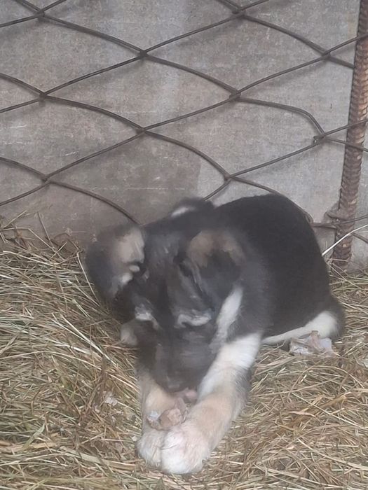 Отдам в добрые руки маленькое чудо