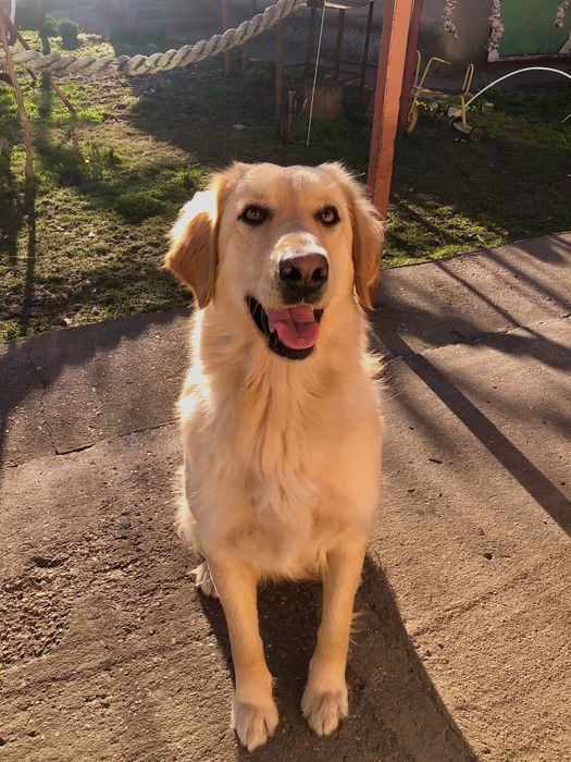 Подарявам кученца