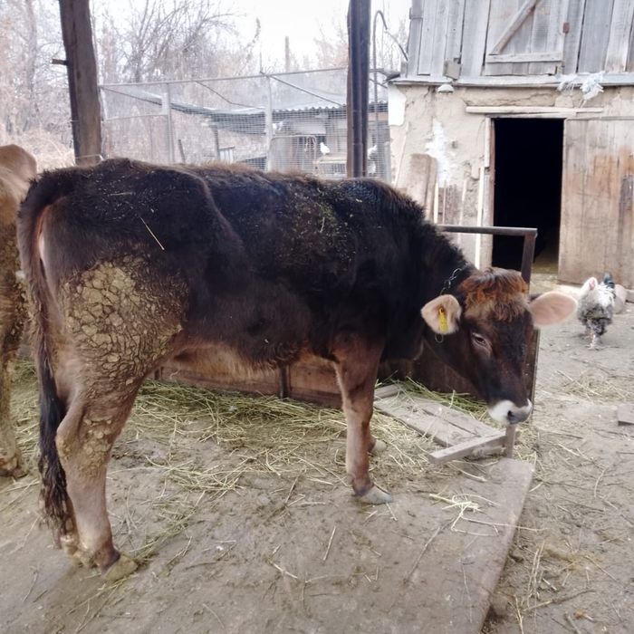 Продам тёлочку хорошую