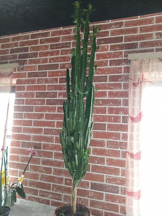 Молочай Треугольный