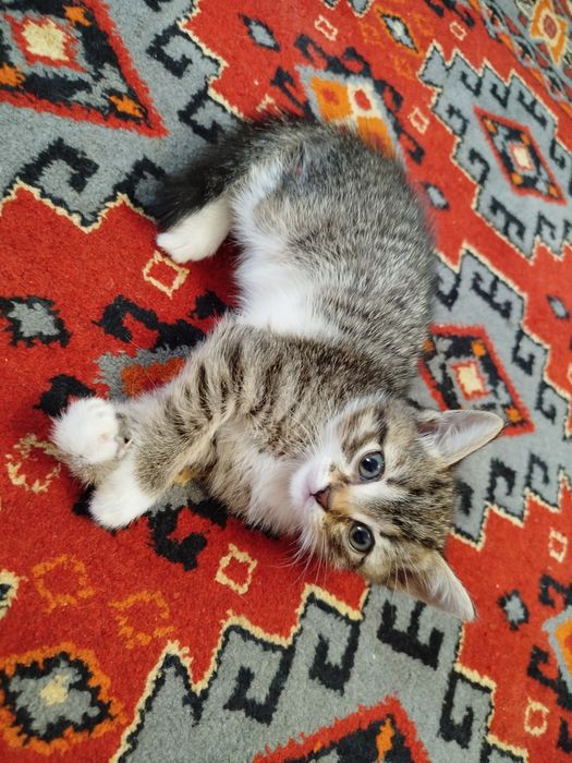 Котята бесплатно