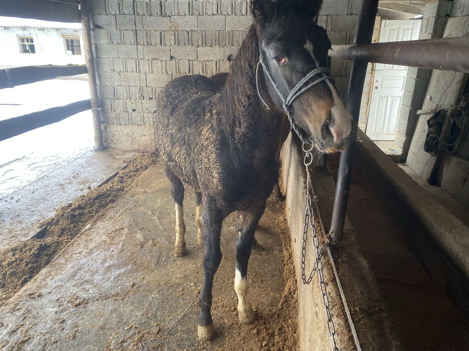 1жасар тай еркек