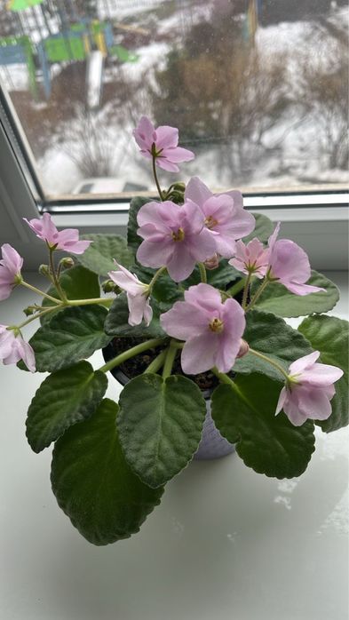 Цветы в горшке. фиалки