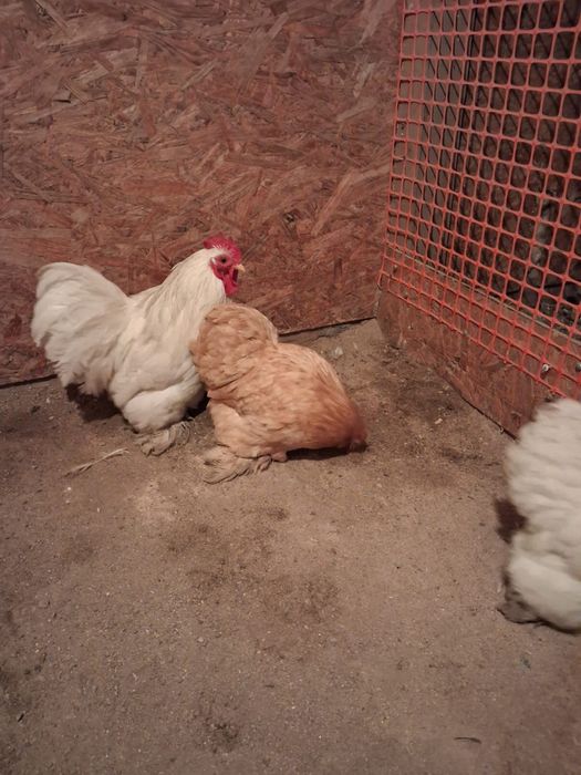 Продам, или обмен!