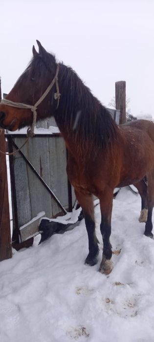 Ат сатылад, продается Конь