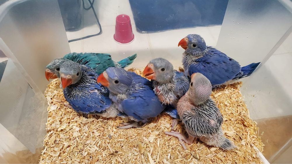 Pui blanzi Micul Alexandru violet Alexander