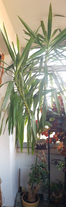 ЮКА голяма палма