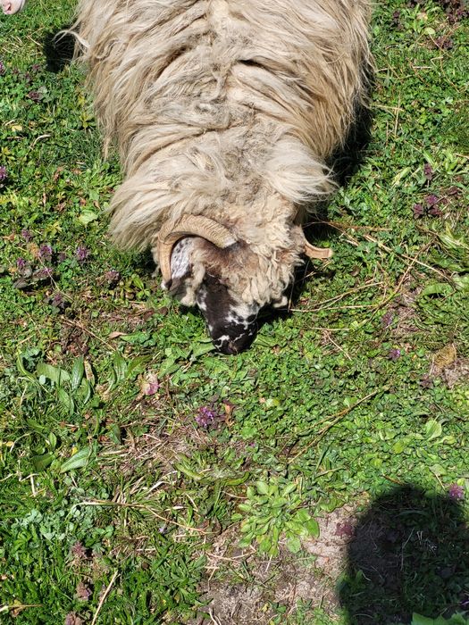 Van mioara cu mieluta