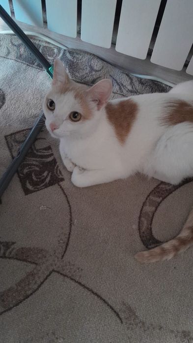 Отдам кастрированного котика