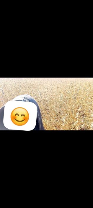 соя тұқымы сатылады