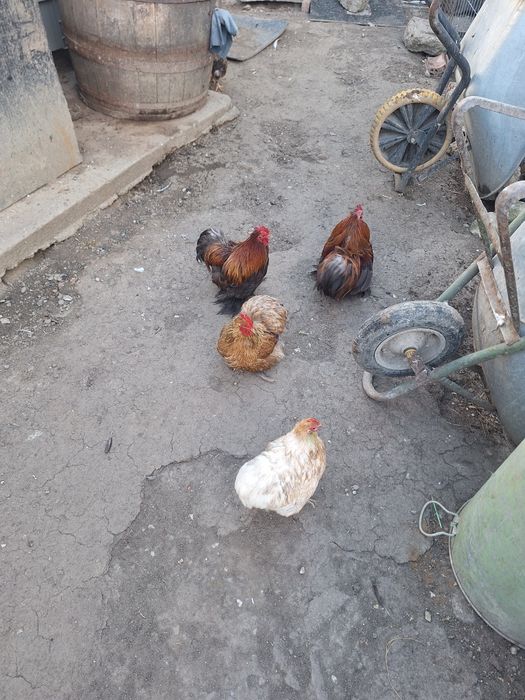 Vand 2 perechi cochinchina pitic
