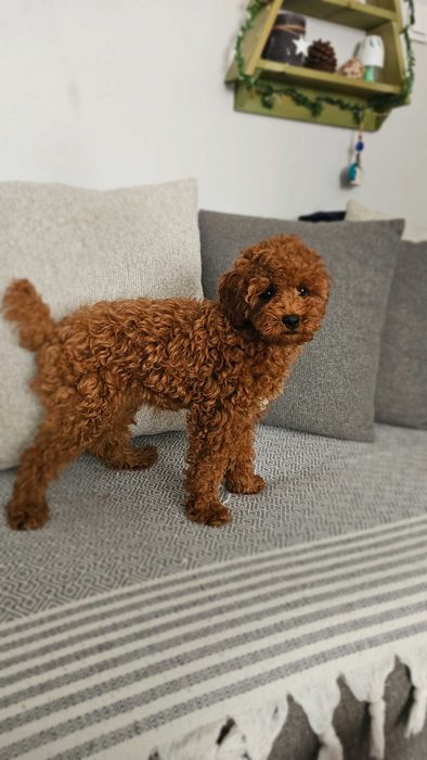 Toy poodle red brown