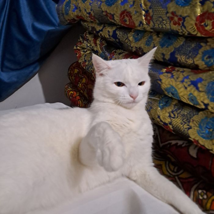 Кошка,девочка домашдомашний,9месяца бесплатно.