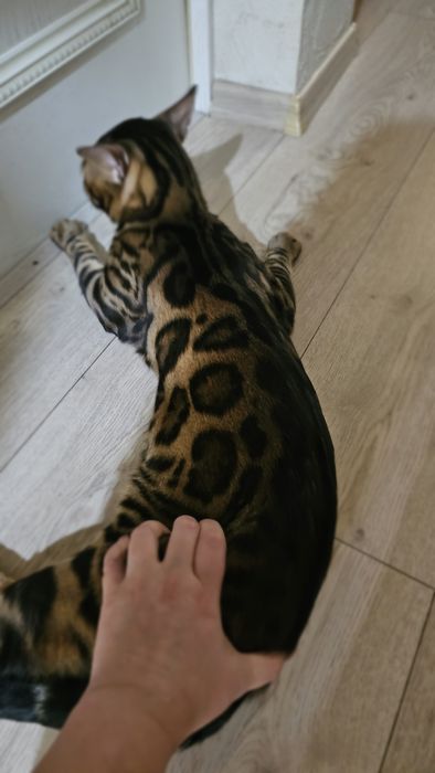 Вязка Бенгальский кот