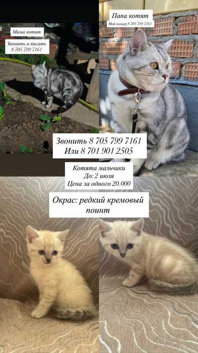 Шотландские котята