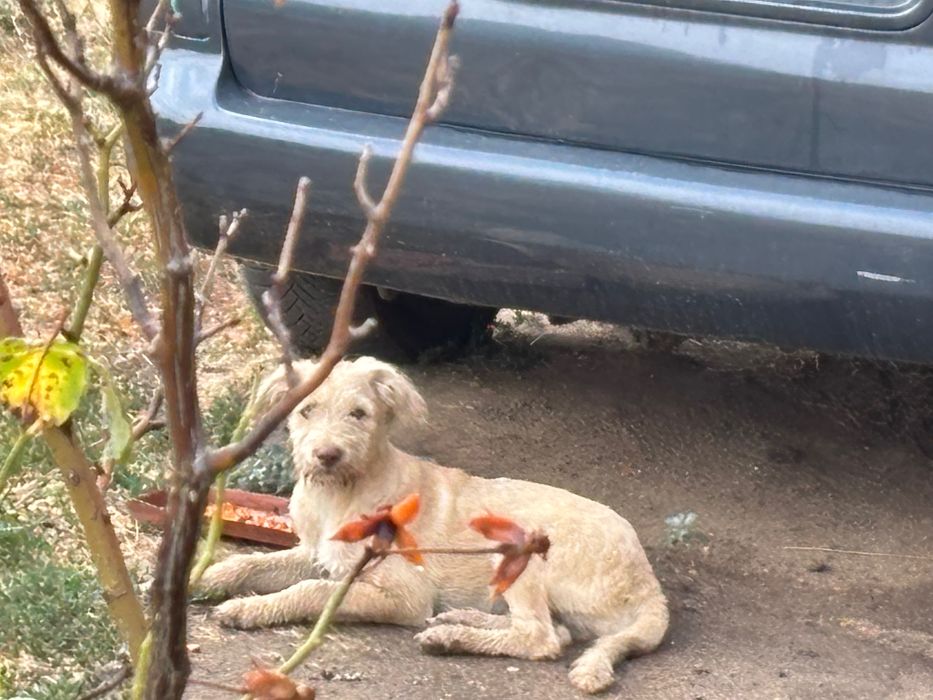 Подарявам кученце 4 мес. Териер