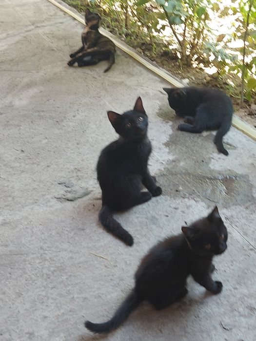 Котята отдам даром