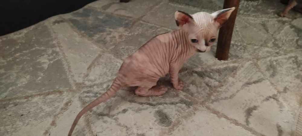 Канадский сфинкс