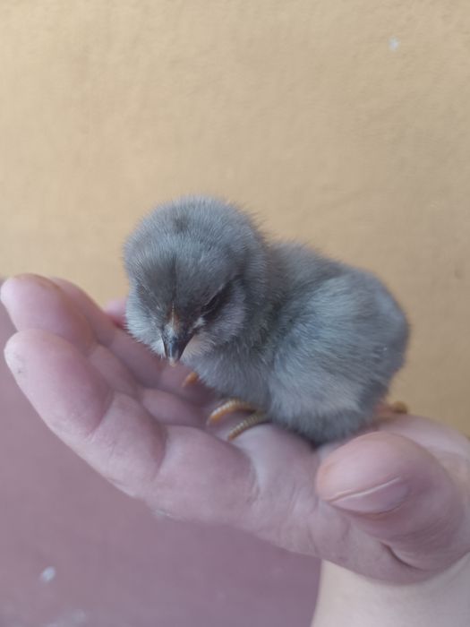 Pui de rasa araucana și ameraucana