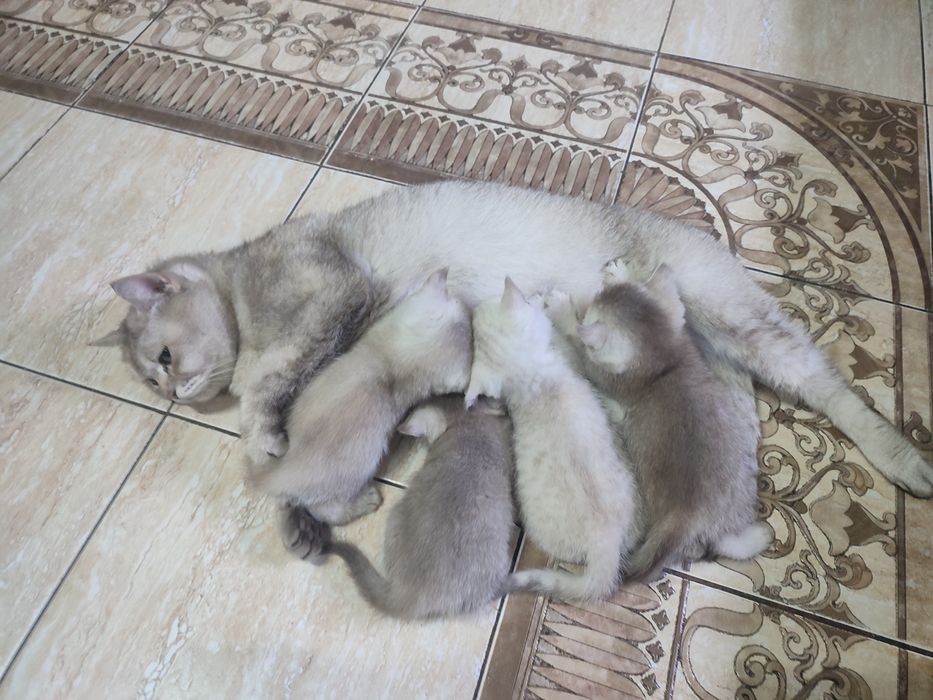 Шатланские котята