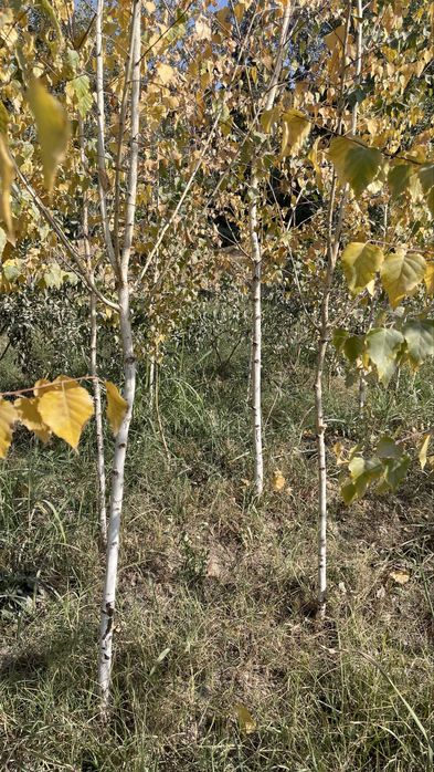 Lola lipa kashtan beryoza