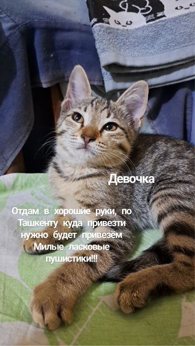 Отдам в хорошие руки котят