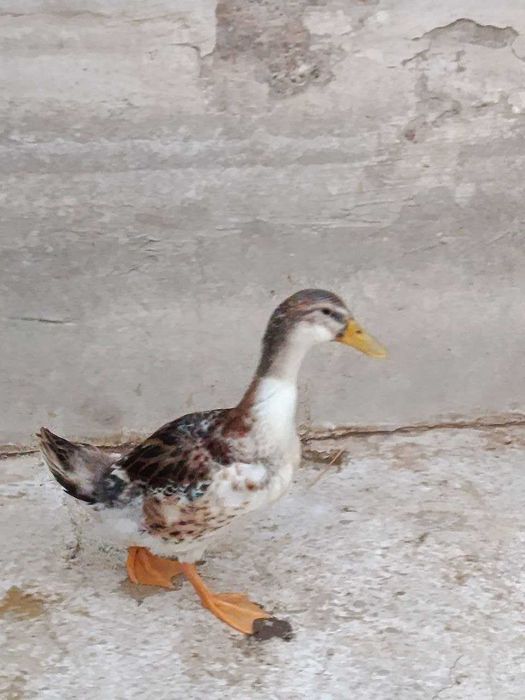 Favorit órdaklar sotiladi 100000 dan