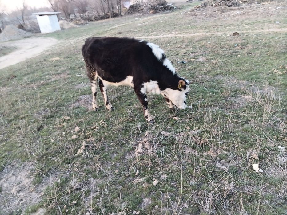 Сутты Кунажын сатылады