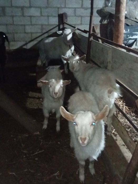 Занен  30000.. 1штук...