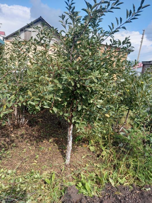 продам саженцы вишни