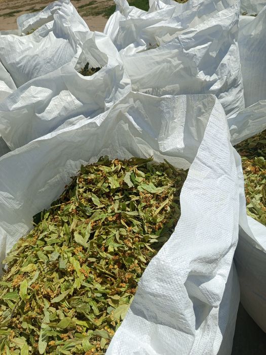 Продавам БЪЛГАРСКИ градински орех  и ЛИПОВ цвят нова реколта 2026г