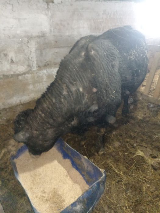 Продам бык,3 года