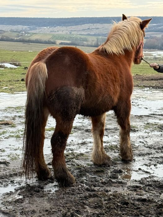 Vand iepe gestante manze