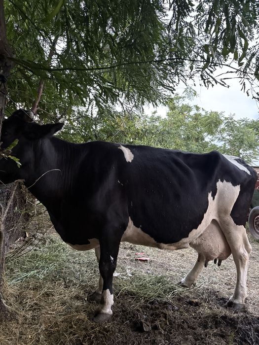 Vand vaca de lapte