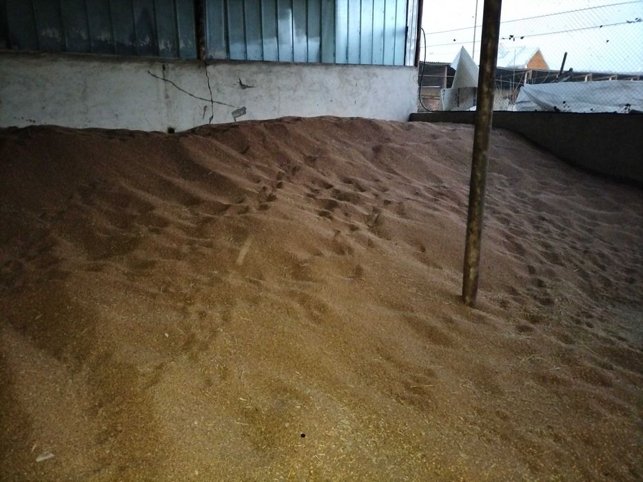 Grau panificație 40 tone 1,10 lei/kg negociabil