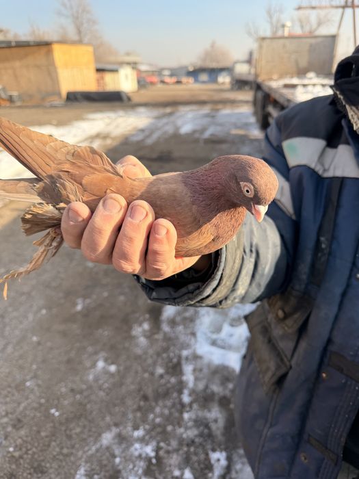 Голуби красные с игрой и летом.