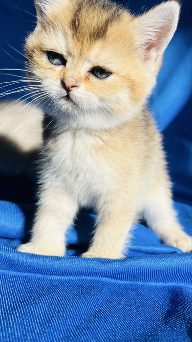 Чистокровные британские серебристые шиншиллы