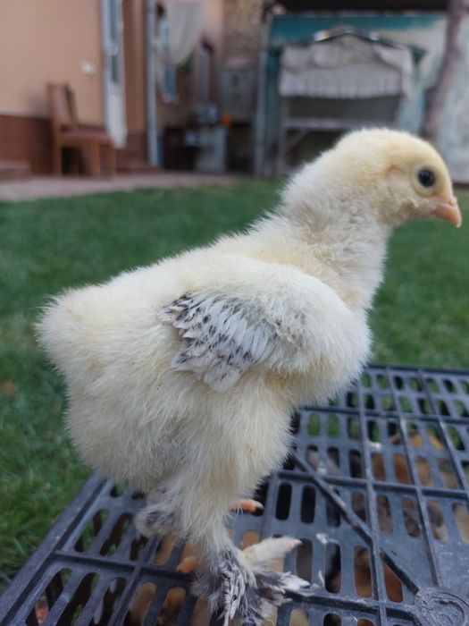 Jaydari jojalari sotuvda mavjud