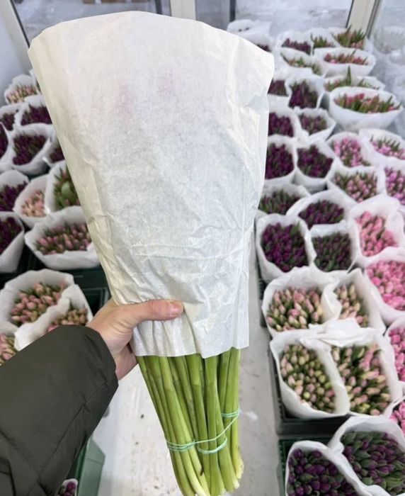 Цветы тюльпаны голландия