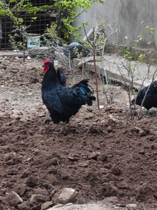 Қораз гигант сатылады