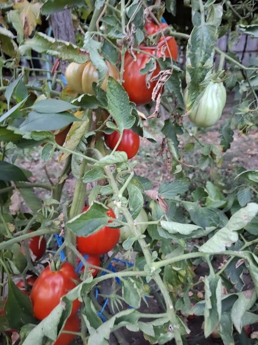 Roșii de vânzare (5 lei/kg)